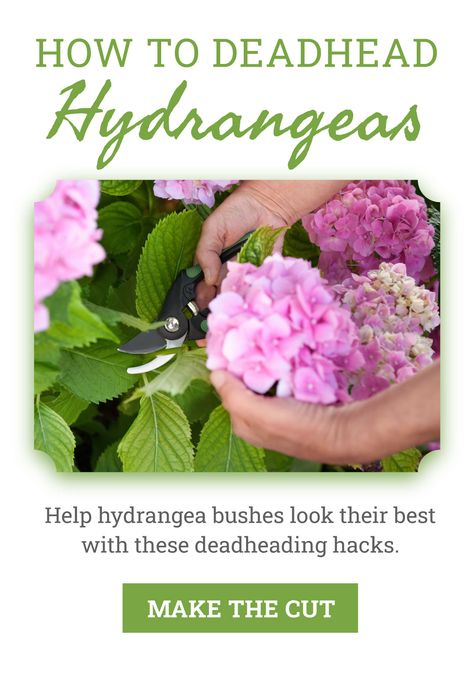 How To Deadhead Hydrangeas ✂️ 🌸 Hydrangea Bush, Hydrangea Garden, Hydrangea, Flowers