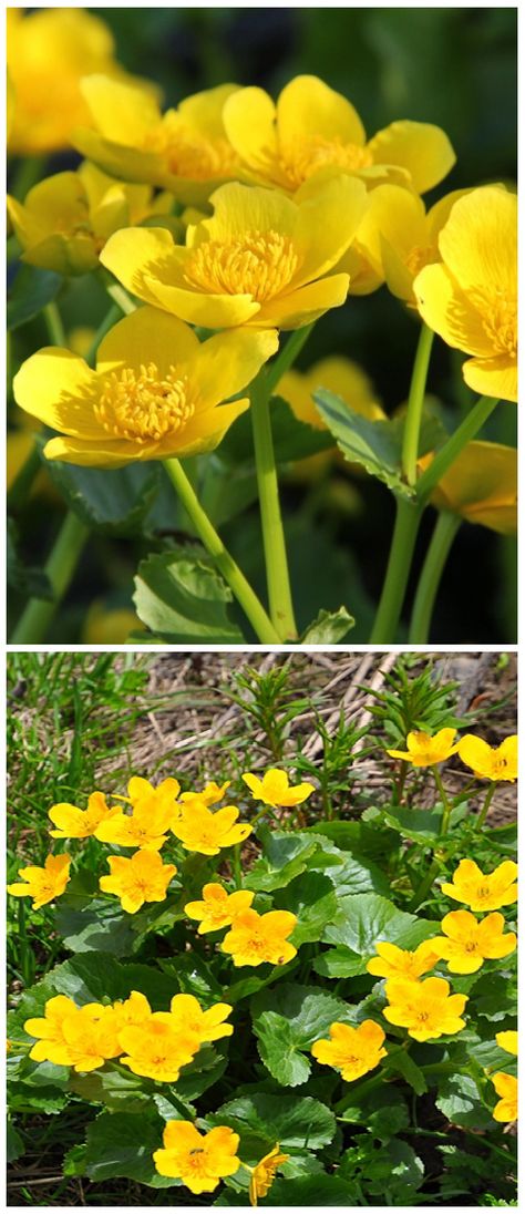 British Wildflowers, Pilgrim Fathers, Marsh Marigold, King Cup, Buttercup Flower, Marigold Flower, Language Of Flowers, Ice Age, May Flowers