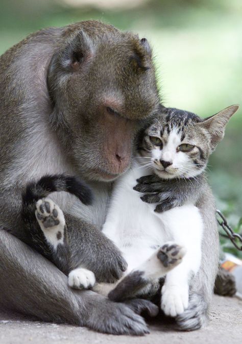 Both abandoned by their owners a year ago, this monkey and cat have become playmates at a temple in Thailand. The monkey even checks the cat for lice. Animal Couples, Unlikely Animal Friends, Unlikely Friends, Animals Friendship, A Monkey, Unusual Animals, Weird Animals, Sweet Animals, Funny Animal Pictures