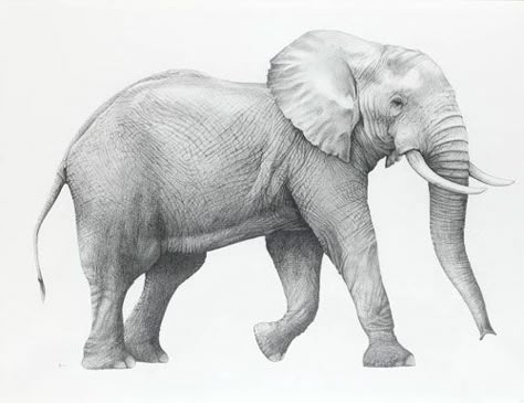 African Elephant Photography, Iconic Drawings, Jungle Pictures, Elephant Species, Animal Kingdom Colouring Book, Tattoo Elephant, Elephant Sketch, Elephant Photography, Baby Animal Drawings