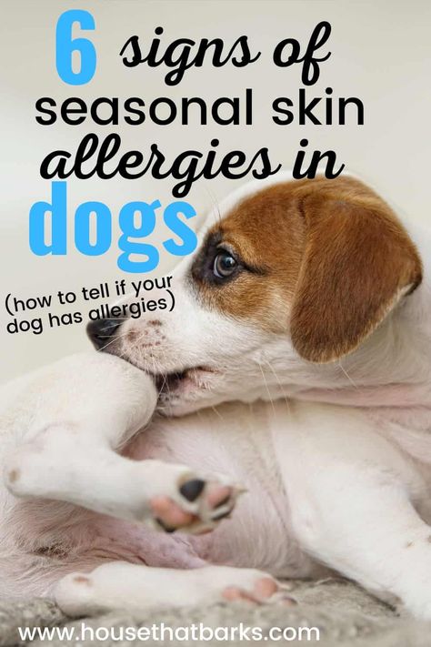 Discovering the crucial signs of skin allergies in dogs! Keep an eye out for these signs and stay informed to keep your pup happy and healthy! #dogallergies, #dogskinallergies, #skinallergies, #dogs, #doglovers, #doghealth Dog Skin Allergy Remedies, Dog Allergy Remedies Itch Relief, Skin Allergy Remedies, Dog Allergy Remedies, Allergy Relief For Dogs, Natural Itch Relief, Skin Allergies In Dogs, Dog Allergies Remedies, Itch Relief Skin