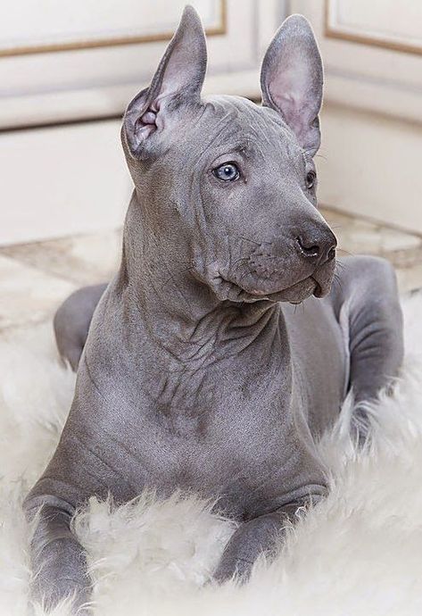 You won’t regret giving a dog a chance at a good life. Thai Ridgeback, Ancient Dog Breeds, Rare Dogs, Unique Dog Breeds, Rare Dog Breeds, Must Love Dogs, Doberman Pinscher, Animal Pics, About Dogs