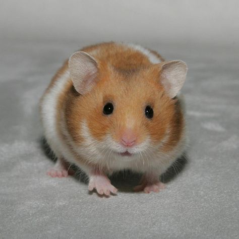 Syrian Hamster Teddy Bear Hamster, Bear Hamster, Hamster Pics, Hamsters As Pets, Hamster Care, Baby Hamster, Funny Hamsters, Syrian Hamster, Cute Hamsters