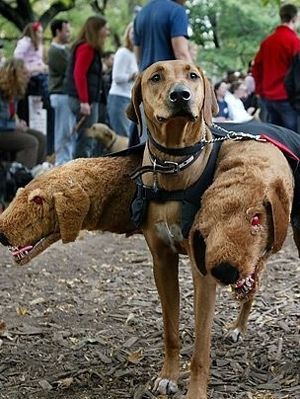 Want to make a last-minute Halloween costume for your dog? If you're a fan of Harry Potter, try turning your canine friend into Hagrid’s three-headed dog, Fluffy, using a couple of stuffed animals. Harry Potter Dog Costume, Harry Potter Kostüm, Harry Potter Dog, Best Dog Costumes, Harry Potter Halloween Costumes, Dog Parade, Harry Potter Cosplay, Costumes Couples, Harry Potter Halloween