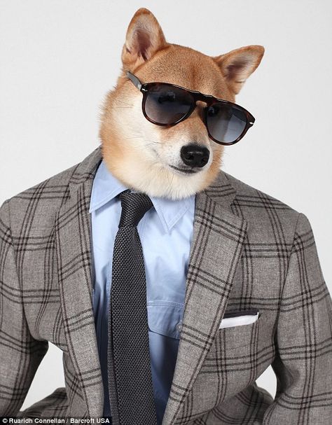 Model behavior: Bodhi also dresses up in a plaid blazer, button-down and tie, accessorized with sunglasses Dog In A Suit, Dog In Suit, Menswear Dog, Dog With Sunglasses, Cute Fluffy Dogs, Model Behavior, Puppy Dress, Dog Modeling, Fluffy Dogs