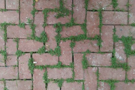 How To Kill Pesky Weeds From Between Your Patio Pavers | 21Oak Stop Weeds From Growing, Paver Sand, Killing Weeds, Pulling Weeds, Patio Pavers, Steampunk Style, Paver Patio, Yard Work, Flowers Perennials