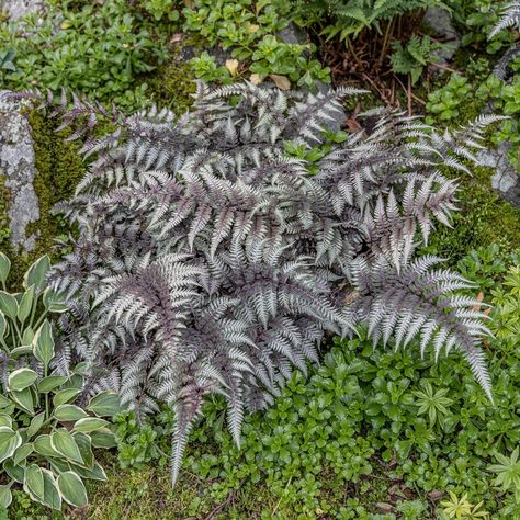 Shade loving variegated Japanese painted fern Athyrium niponicum ‘pictum’ has pastel like silver, red and green foliage. Japanese Fern, Painted Fern, Japanese Painted Fern, Silver Plant, Soil Texture, Ferns Garden, Garden Site, Backyard Plants, Fern Plant