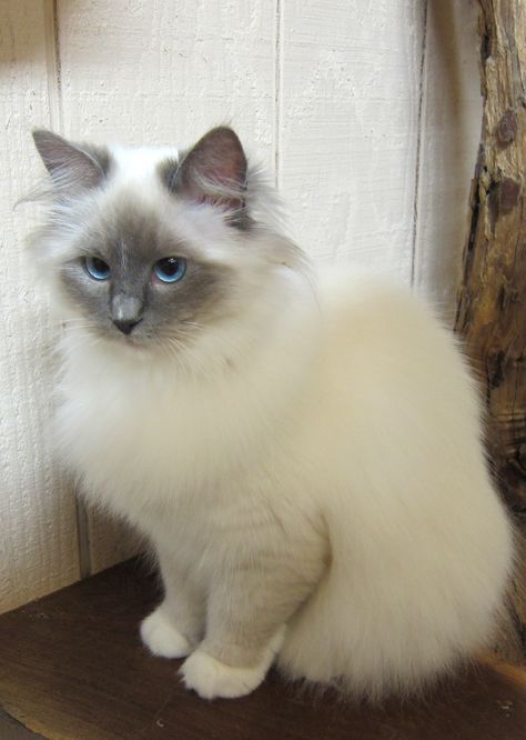 Blue Point Ragdoll Cat, Blue Point Ragdoll Kitten, Types Of Cats Breeds, Ragdoll Cat Blue Point, Bicolour Ragdoll, Blue Lynx Bicolor Ragdoll, Blue Point Ragdoll, Blue Bicolor Ragdoll Kitten, Blue Bicolor Ragdoll Cat