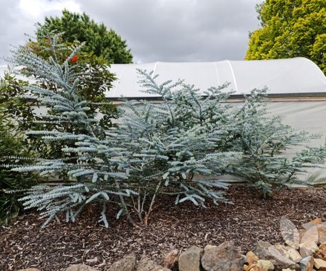 Eucalyptus pulverulenta 'Baby Blue (Shrub form)' - Silver-leaved mountain gum – Trees - Speciality Trees Baby Blue Eucalyptus Plant, Plant Privacy Screen, Eucalyptus Pulverulenta, Baby Blue Eucalyptus, Seed Starting Soil, Australian Garden Design, Blue Eucalyptus, Landscaping Trees, Beautiful Home Gardens