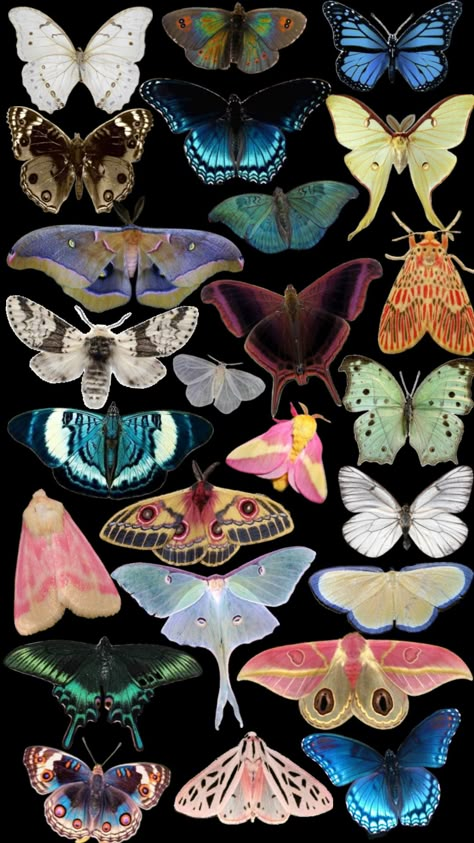 #collageart #wallpaper #background #butterfly #butterflies #moths #rosymaplemoth #lunamoth #bugs #insects #bugart #aesthetic #butterfiles Background Butterfly, Your Aesthetic, Moth, Bugs, Insects, Butterflies, Energy, Bugs And Insects