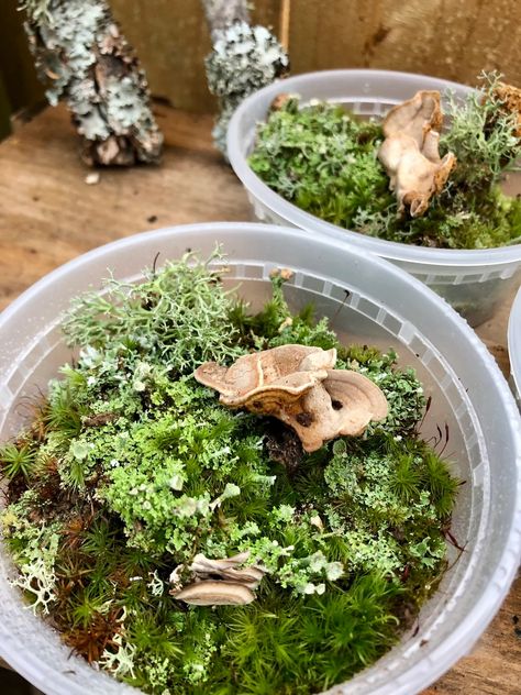 Mixed Lichen Variety - Etsy Reindeer Lichen, Mini Terrarium, Seaweed Salad, How To Dry Basil, Arkansas, Terrarium, All Natural, Herbs, Ethnic Recipes