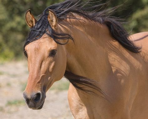 Kiger Mustang, Wild Horses Mustangs, Buckskin Horse, Horse Star, Spirit Stallion, Mustang Horse, Horse Wallpaper, Horse Aesthetic, Most Beautiful Horses