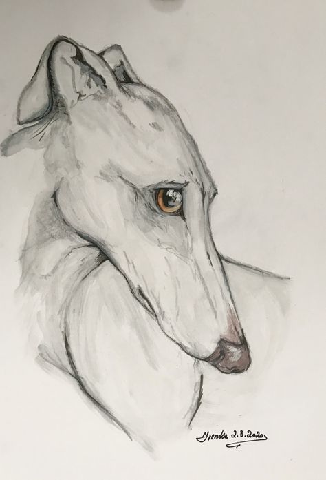 Greyhound Drawing Sketch, Grey Hound Drawing, Lurcher Drawing, Whippet Tattoo, Whippet Drawing, Greyhound Drawing, Pit Bull Drawing, Greyhounds Clothes, Greyhound Breed