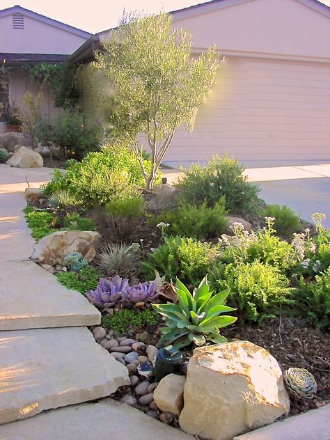 Central Texas Front Yard Landscaping Ideas, Drought Tolerant Front Yard, Drought Tolerant Landscape Front Yard, Front Garden Landscaping, Front Yard Inspiration, Xeriscape Front Yard, Landscape Front Yard, Xeriscape Landscaping, Front Lawn Landscaping