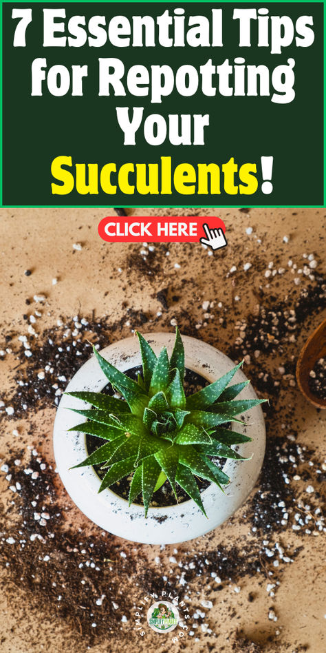 "Discover the ultimate guide to repotting your succulents with these 7  essential tips! Learn about soil replacement, choosing the right container  size, and effective root trimming techniques. Ensure your plants thrive  with post-repotting care and optimal drainage solutions. Perfect for both  beginners and seasoned plant lovers, these repotting tips will help your  succulents flourish. Don't miss out on transforming your greenery today!" Repotting Succulents, Drainage Solutions, Succulent Care, Container Size, Cool Plants, Plant Lover, Planting Succulents, Soil, New Homes