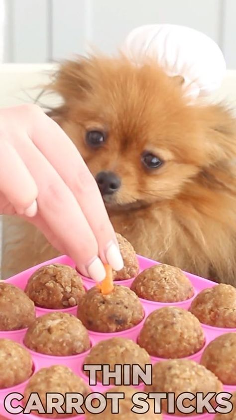 Dog Trainning Guide (@dogs_union101) • Instagram photos and videos Cake Pops For Dogs, Cooked Oats, Healthy Homemade Dog Food, Dog Food Recipe, Diy Dog Food, Tasty Cake, Pumpkin Dog Treats, Diy Dog Treats, Healthy Grains