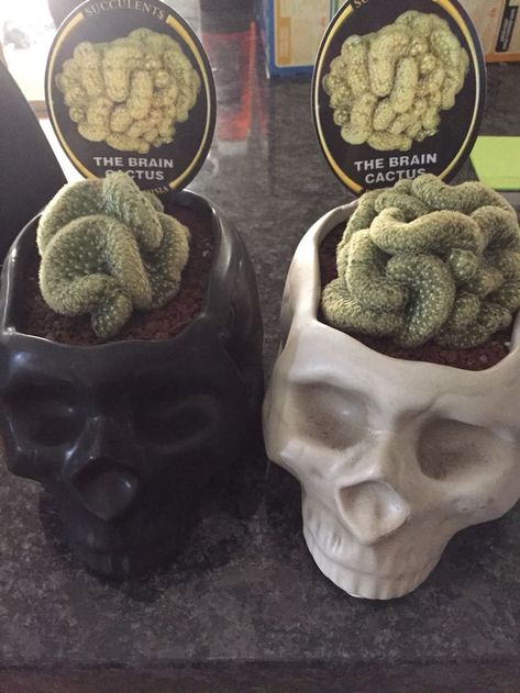 Brain cactus in skull pots. $20 from Bunnings | Witch decor, Plants, Decor Goth Home, Goth Home Decor, Witch Decor, Gothic House, Plant Mom, Plant Lady, Plant Life, Indoor Garden, Indoor Plants