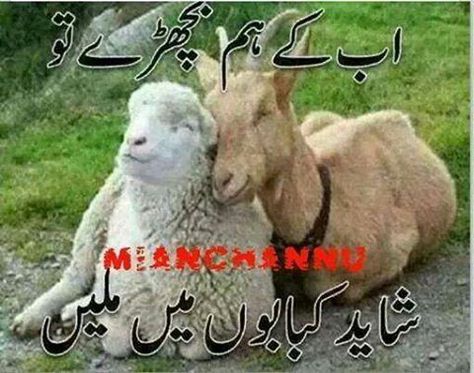 #EID Eid Funny Video, Eid Cow, Eid Qurbani, Bakra Eid Mubarak, Eid Jokes, Eid Al Adha Wishes, Bakra Eid, Eid Ul Azha, Jumma Mubarak Beautiful Images