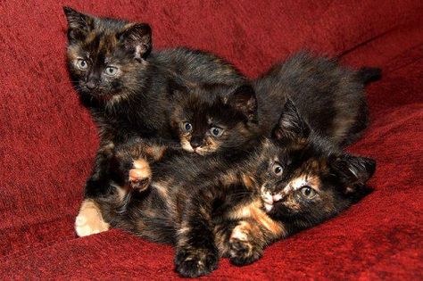 Torti kitten free-for-all Dilute Tortoiseshell Cat, Dilute Tortie, Tortoiseshell Cat, Söt Katt, Tortoise Shell Cat, Calico Cat, Cute Cats And Kittens, Pretty Cats, Pics Art