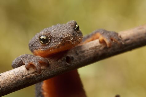 Rough skinned newt Rough Skinned Newt, Newt Lizard, Newt Aesthetic, Newt Animal, Newt Salamander, Salamanders, Gcse Art, Rough Skin, Newt