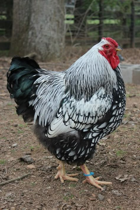 Silver-laced Wyandotte                                                       … Laced Wyandotte, Cochin Chickens, Fancy Chickens, Beautiful Chickens, Hen Chicken, Chickens And Roosters, Chicken Runs, Chicken Breeds, Pet Chickens