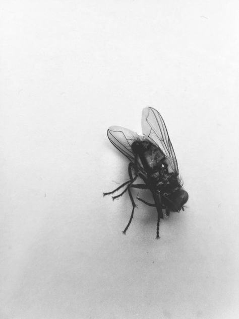 Dolores Abernathy, Black Fly, Fly On The Wall, Lord Of The Flies, Bioshock, Spirit Animal, Animal Photography, Cover Art, Photography Inspiration