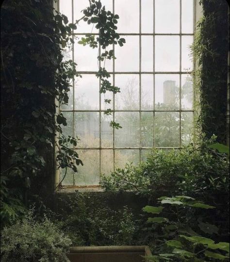 Green Academia, An Open Window, Dark Naturalism, Creation Art, Dark Green Aesthetic, Slytherin Aesthetic, Plant Aesthetic, Dark Academia Aesthetic, Academia Aesthetic