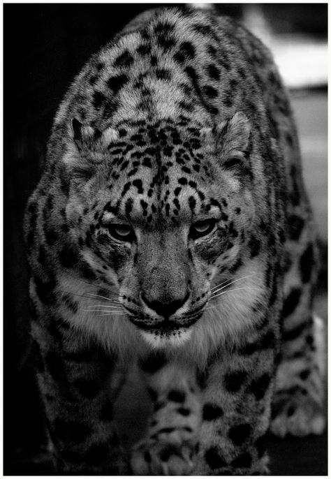 Snow leopard Snow Leopard, Black And White, Animals, White, Black