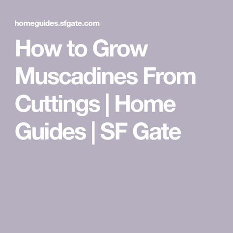 How to Grow Muscadines From Cuttings | Home Guides | SF Gate Muscadine Vine, Plant Cuttings, Propagating Plants, Companion Planting, Growing Food, Water Plants, Growing Plants, Fruit Trees, Gardening Tips