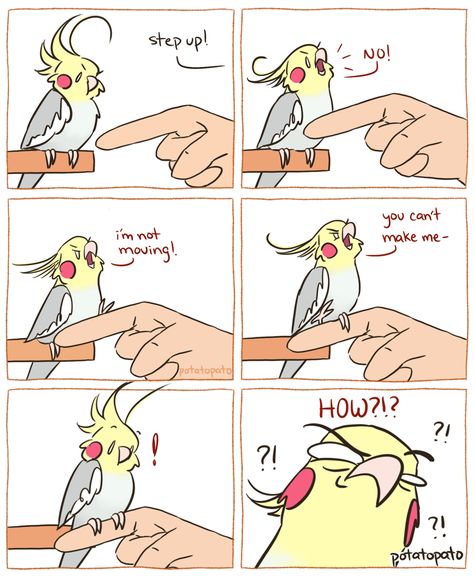 Hilarious Cockatiel Comics By PotatoPato - I Can Has Cheezburger? Funny Parrots, Funny Comic Strips, Funny Birds, Hilarious Memes, Dessin Adorable, Funny Animal Memes, Animal Jokes, Cute Comics, 귀여운 동물