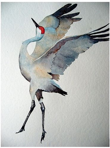 watercolor: sandhill crane | Flickr - Photo Sharing! Sandhill Cranes, Sandhill Crane, Watercolor Painting, Flight, Birds, Paintings, White, Watercolour Painting