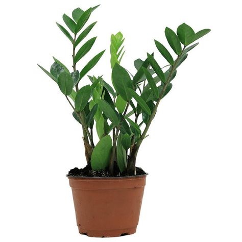 The Best Places To Buy Plants Online Zzz Plant, Indoor Plants Bathroom, Indoor Plants Apartments, Indoor Plants Clean Air, Indoor Plants Bedroom, Fiddle Leaf Fig Care, Indoor Plants Diy, Indoor Plant Display, Indoor Plant Shelves