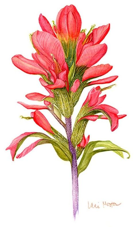 Wyoming Tattoo Ideas, Indian Paintbrush Flowers, Lillies Tattoo, Wildflower Drawing, Visual Journaling, Indian Paintbrush, Watercolor Art Lessons, Flower Background Wallpaper, Scientific Illustration