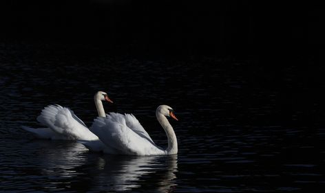 Swans | by Bahman Farzad Computer Desktop Backgrounds, Desktop Background Images, R Wallpaper, Computer Desktop, Swan Lake, Computer Wallpaper, Backgrounds Desktop, Swans, Beautiful Birds