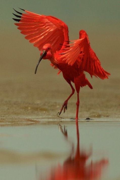 Scarlet Ibis, River Delta, Animal Study, Bird Watcher, Red Bird, Big Bird, Animal Sketches, Animal Companions, Bird Photo