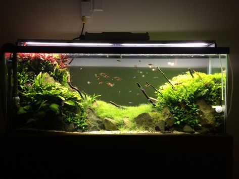 The 55 Gallon Planted Process - The Planted Tank Forum 55 Gallon Aquarium, 55 Gallon Tank, Discus Tank, Freshwater Plants, Aquarium Maintenance, Diy Fish Tank, Fish Tank Design, Fresh Water Fish Tank, Planted Tank