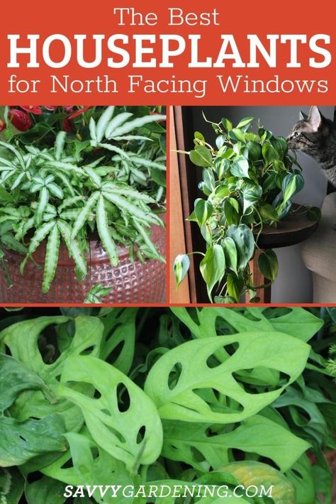 North Facing Window Plants: 15 Choices for Northern Exposure North Facing Window, Best Indoor Hanging Plants, Best Houseplants, Houseplants Decor, Tall Indoor Plants, Low Light House Plants, Hanging Plants Outdoor, Northern Exposure, Window Plants