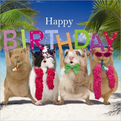 Guinea Pigs Birthday Card "Birthday Party":Amazon:Kitchen & Home Happy Birthday Status, Happy Birthday Card Funny, Happy Birthday Meme, Happy Birthday Funny, Happy Birthday Pictures, Birthday Blessings, Pig Birthday, Birthday Wishes Quotes, Happy Birthday Messages