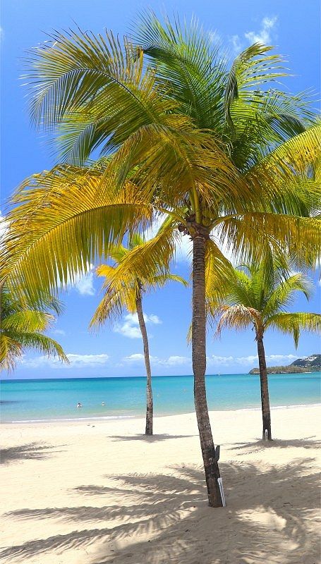 Beach Coconut Palm Trees Jamaica. A travel destination for bucket list is S Hotel in Jamaica #beach #Jamaica #beachlife #coast #coastal #travel #wanderlust #bucketlist Beach In Jamaica, Jamaica Beach Pictures, Jamaica Summer, Jamaican Beaches, Beach Jamaica, Jamaica Cruise, Jamaica Trip, Jamaica Beach, Jamaica Beaches