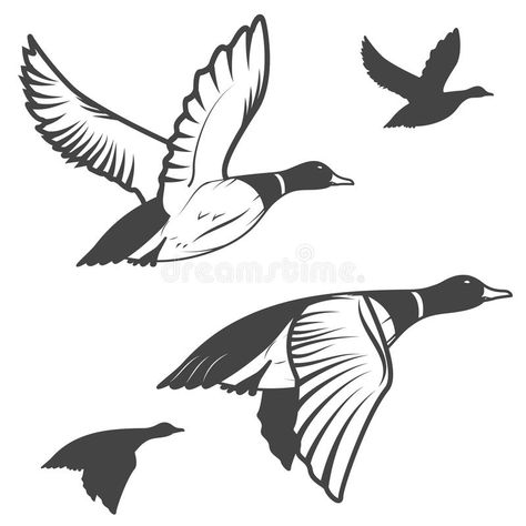 Wild duck. Set of flying wild ducks. Duck hunting. mallard duck flying. Vector i , #AD, #flying, #wild, #Set, #Wild, #duck #ad Duck Hunting Tattoos, Duck Flying, Wild Ducks, Fly Drawing, Duck Tattoos, Hunting Tattoos, Duck Illustration, Flying Tattoo, Duck Drawing