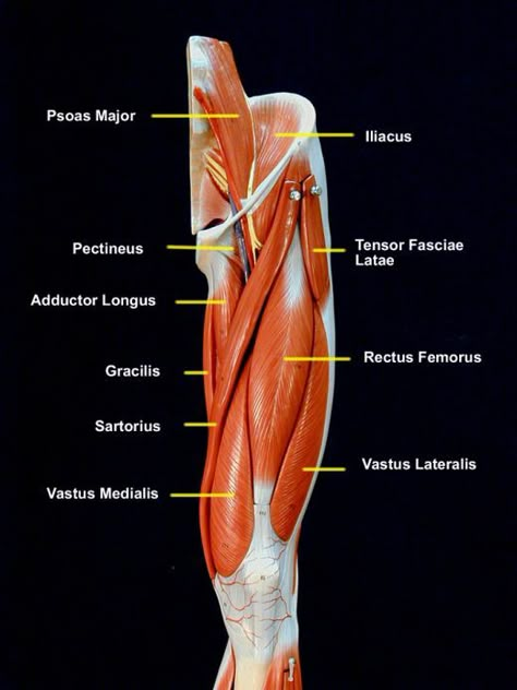 Hip Muscles Anatomy, Leg Muscles Anatomy, Muscle Names, Anatomy Muscles, Human Ribs, Hip Anatomy, Anatomy Flashcards, Leg Anatomy, Human Muscle Anatomy