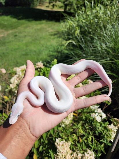 BEL Poss GHI Ball Python by JCC Reptiles - MorphMarket Ball Python White, White Ball Python, Dream Snake, White Python, Python Regius, Ball Python Morphs, Collage Elements, Ball Pythons, Cute Snake