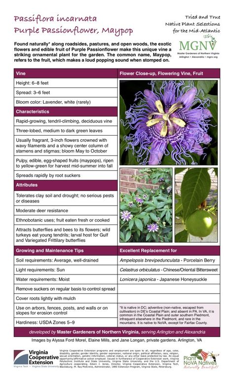 Passion Fruit Flower, Florida Native Plants, Small Urban Garden, Native Plant Gardening, Lush Lawn, Magic Herbs, Flower Close Up, Lawn And Landscape, Backyard Paradise