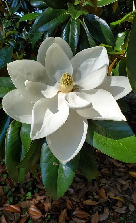 Magnolia Pictures, Magnolia Wallpaper, Magnolia Design, Flowers Photography Wallpaper, Flower Boutique, Magnolia Trees, Flower Art Images, Bonsai Garden, Magnolia Flower