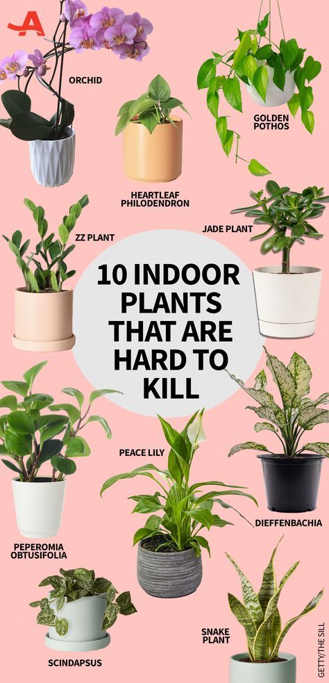 Plants For Self Love, Decorating Home With Plants, How To Grow A Plant, Easy Indoor Plants For Beginners, Inch Plant Care, Home Plants Aesthetic, House Plants Ideas, Home Plants Indoor, Plants To Grow At Home