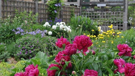 Grow Through Flower Supports | Gardener's Supply Peony Plant, Pot Trellis, Peony Care, Peonies Centerpiece, Peony Bush, Flower Garden Plans, Planting Peonies, Growing Peonies, Garden Plans