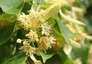 bach flower remedy sweet chestnut, sweet chestnut benefits, sweet chestnut uses, sweet chestnut symptoms, flower remedy sweet chestnut, bach flower sweet chestnut, Chestnut Benefits, Feeding Bees, Bach Flowers, Bach Flower Remedies, Sweet Chestnut, Flower Remedy, Better Skin, Chestnut, Anger