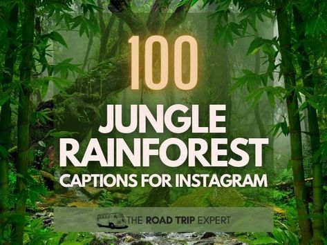 Enjoy this comprehensive list of jungle captions for Instagram. If you are exploring an exotic location this collection of rainforest captions is perfect! Jungle Captions For Instagram, Jungle Quotes, Party Captions, El Yunque Rainforest, Rainforest Theme, Animal Captions, Jungle Life, Mangrove Forest, Jungle Adventure