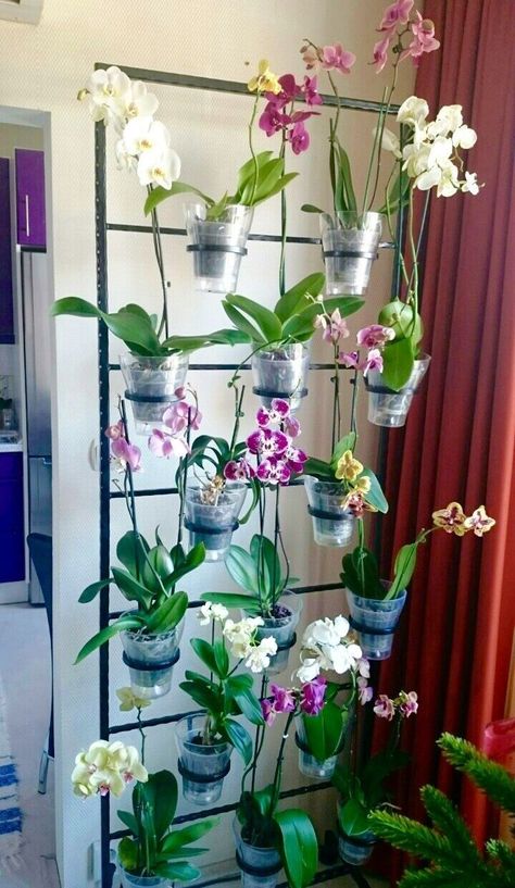 Orchid Interior Design, Orchid Interior, Diy Orchids, Balcon Mic, Quotes Home Decor, Indoor Orchids, Orchid Plant Care, Orchid House, Orchid Flower Arrangements