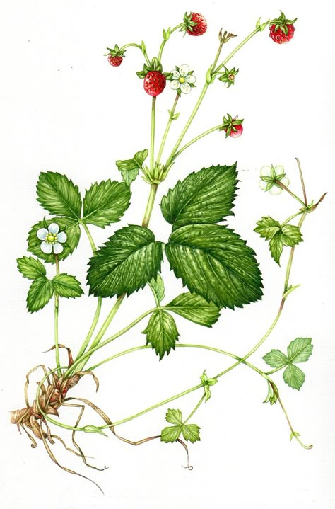 Botanical Illustration step by step Archives - Lizzie Harper Strawberries Illustration, Strawberries Watercolor, Strawberry Leaves Drawing, Wild Strawberry, Strawberry Botanical Tattoo, Strawberry Plant Drawing, Strawberry Botanical Illustration, Wild Strawberry Botanical Illustration, Strawberry Plant Illustration